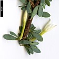 SpeciesSub: subsp. jarmilae
